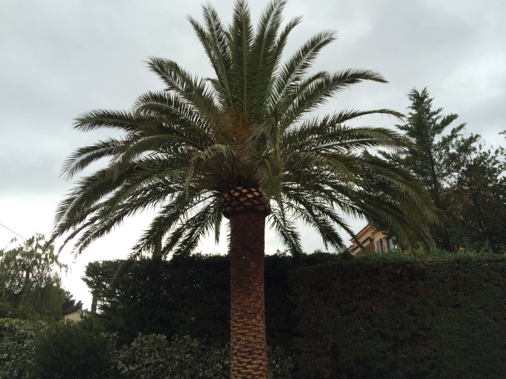 entretien palmier var jardinier belmon paysagiste